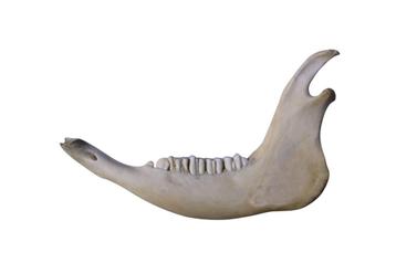 kaak -jaw-Watusi -rund-natuurlijke schedelkunst-uniek-44cm beschikbaar voor biedingen