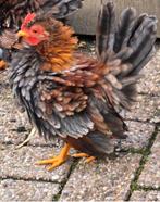 Gezocht 2 chabo of serama krulveer hennetjes, Dieren en Toebehoren, Pluimvee, Vrouwelijk, Kip