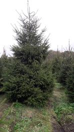 kerstbomen picea abies omorika fraseri, Volle zon, Zomer, 400 cm of meer, Overige soorten