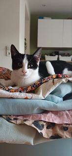 Nog 1 lieve kitten (poes) van 17 weken beschikbaar., Dieren en Toebehoren, Katten en Kittens | Overige Katten, Poes
