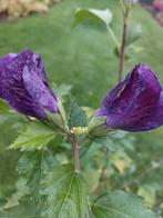 Hibiscus in pot paarse bloemen, Ophalen of Verzenden, Vaste plant, Overige soorten, Volle zon