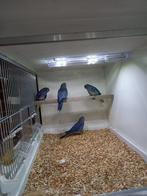 4 jonge splendid parkiet parkieten, Dieren en Toebehoren, Vogels | Parkieten en Papegaaien, Vrouwelijk, Parkiet, Geringd