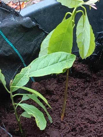 Avocado Plant - Zelf kweken! beschikbaar voor biedingen