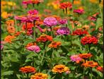 Bio Zinnia zaden, zaadjes, Ophalen of Verzenden, Voorjaar, Volle zon, Zaad