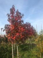 XXL Liquidambar.xxl ginkgo biloba., Tuin en Terras, Planten | Bomen, Ophalen of Verzenden, Volle zon, 400 cm of meer