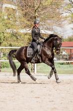 Dekje + peesbeschermers, Dieren en Toebehoren, Ophalen of Verzenden, Nieuw