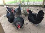 Te koop broedeieren van Australorp kippen, Dieren en Toebehoren, Kip, Meerdere dieren