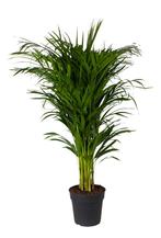 Areca palm, Huis en Inrichting, Kamerplanten, 100 tot 150 cm, Palm, Halfschaduw, Verzenden