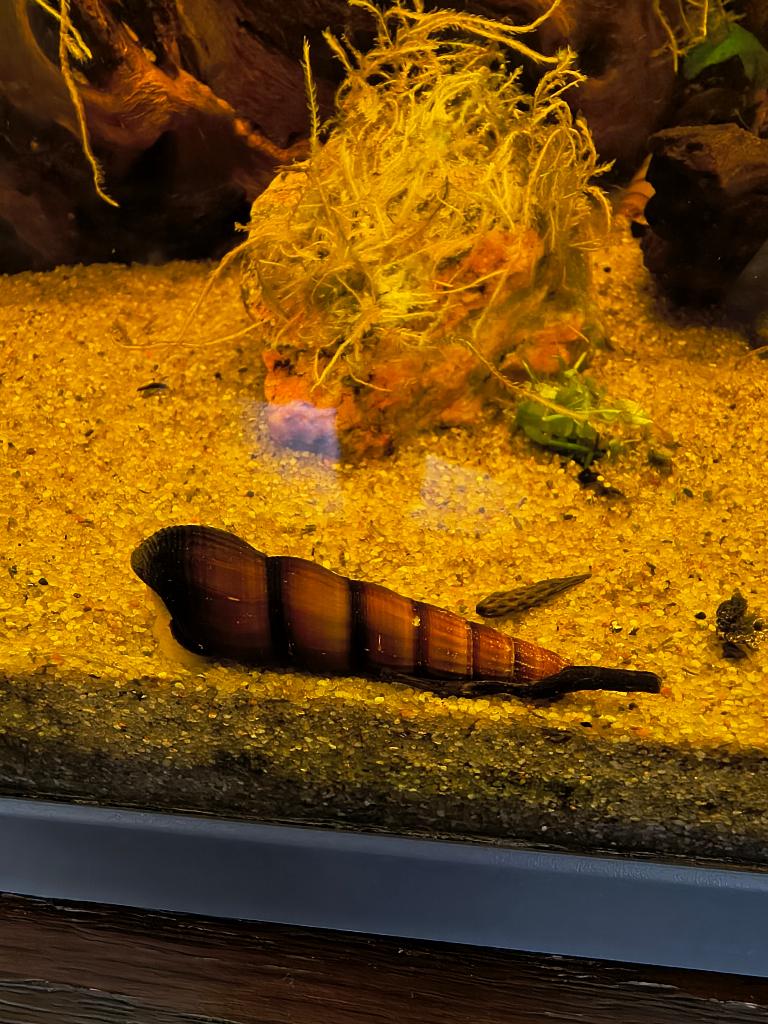 Sulawesi slak - Konijnslak - Olifantenslak - Turboslak, Dieren en Toebehoren, Slak of Weekdier, Zoetwatervis