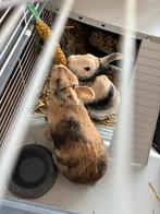 2 konijnen inclusief toebehoren op te halen, Dieren en Toebehoren, Mannelijk, Dwerg, 0 tot 2 jaar