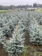 picea pungens 'Super Blue Seedling' (kerstbomen), Tuin en Terras, Planten | Bomen, Overige soorten, Minder dan 100 cm, Ophalen