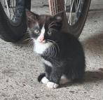 Nog 1 poesje van het nest kittens, Poes, 0 tot 2 jaar