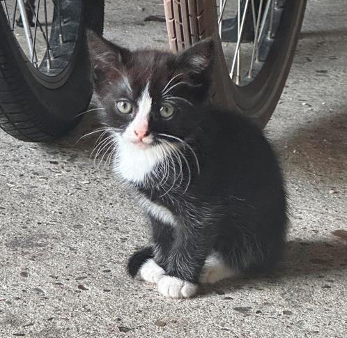 Nog 1 poesje van het nest kittens, Dieren en Toebehoren, Katten en Kittens | Overige Katten, Poes, 0 tot 2 jaar