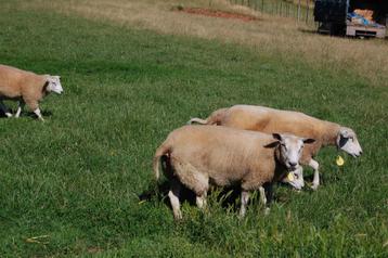 schapen , bok , mannelijk 11 maanden oud beschikbaar voor biedingen