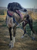 ACE: Thabo is elegant en lief, Dieren en Toebehoren, Honden | Windhonden, Particulier, Rabiës (hondsdolheid), Reu, Galgo