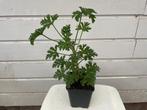 Mooie citroengeranium - kamerplant, Huis en Inrichting, Kamerplanten, Ophalen, Halfschaduw, In pot, Minder dan 100 cm