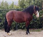 Onbeleerde eerlijke ruin, Dieren en Toebehoren, Paarden, Met stamboom, Ruin, 3 tot 6 jaar, 160 tot 165 cm