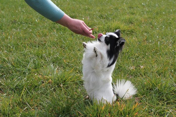 Chihuahua dekreu, Dieren en Toebehoren, Honden | Dekreuen, Reu, Particulier, Eén hond, Nederland, 6 jaar of ouder