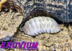 Armadillidium granulatum White Pearl isopods / pissebedden, Overige soorten