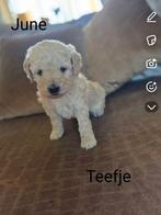 Australian Labradoodle pups (geteste ouders)nog 2 pups, Overige rassen, 8 tot 15 weken, Meerdere, Meerdere dieren