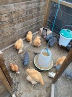Jonge hanen sperwer, Dieren en Toebehoren, Pluimvee, Mannelijk, Kip