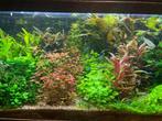 Gratis inloopspreekuur voor vragen over aquarium en planten, Ophalen, Nieuw, Plant(en), Steen of Hout