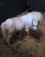 1.5 jarige shetlander Hengst, Hengst, A pony (tot 1.17m), 0 tot 2 jaar