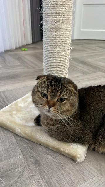 Lief Scottish Fold 2 jaar oude kater beschikbaar voor biedingen