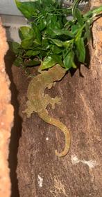 Rhacodactylus chahoua mainland 1.0 cb22, Hagedis