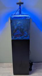 Blue Marine Reef 60 nano zeeaquarium met AI Prime 16 HD lamp, Dieren en Toebehoren, Vissen | Aquaria en Toebehoren, Ophalen, Gebruikt