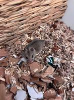 Chinese dwerghamsters man, Dieren en Toebehoren, Knaagdieren, Hamster, Mannelijk, December, Tam