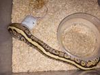 Nk24 0.1 mojave hgwg fire python regius, Dieren en Toebehoren, Reptielen en Amfibieën, Slang, Tam, 0 tot 2 jaar