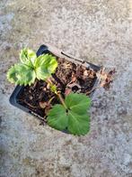aardbeien, Ophalen, Volle zon, Zomer, Groenteplanten
