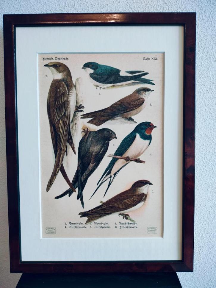 Litho Floericke Gier- Huis- Rots- Oever- Boeren zwaluw 1922, Antiek en Kunst, Kunst | Litho's en Zeefdrukken, Ophalen of Verzenden