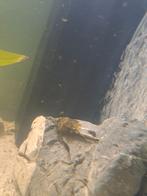 Ancistrus man, Dieren en Toebehoren, Vissen | Aquariumvissen