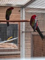 Wildkleur pennant rosella, Meerdere dieren, Parkiet, Geringd