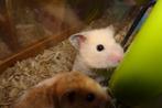 Syrische hamster, Hamster, Augustus, Meerdere dieren, Tam
