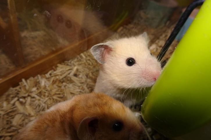 Syrische hamster, Dieren en Toebehoren, Knaagdieren, Meerdere dieren, Hamster, Augustus, Tam