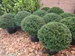 Schitterende taxusbollen in alle maten, Ophalen of Verzenden, Taxus, Struik, Minder dan 100 cm