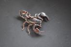 Euscorpius italicus - Italiaanse schorpioen, Dieren en Toebehoren, Spin of Schorpioen