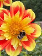 Dahlia Pooh, Tuin en Terras, Planten | Tuinplanten, Ophalen of Verzenden, Overige soorten, Volle zon