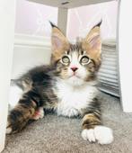 Raszuivere Maine Coon kittens – groot en polydactyl, Dieren en Toebehoren, Katten en Kittens | Raskatten | Langhaar, Meerdere dieren