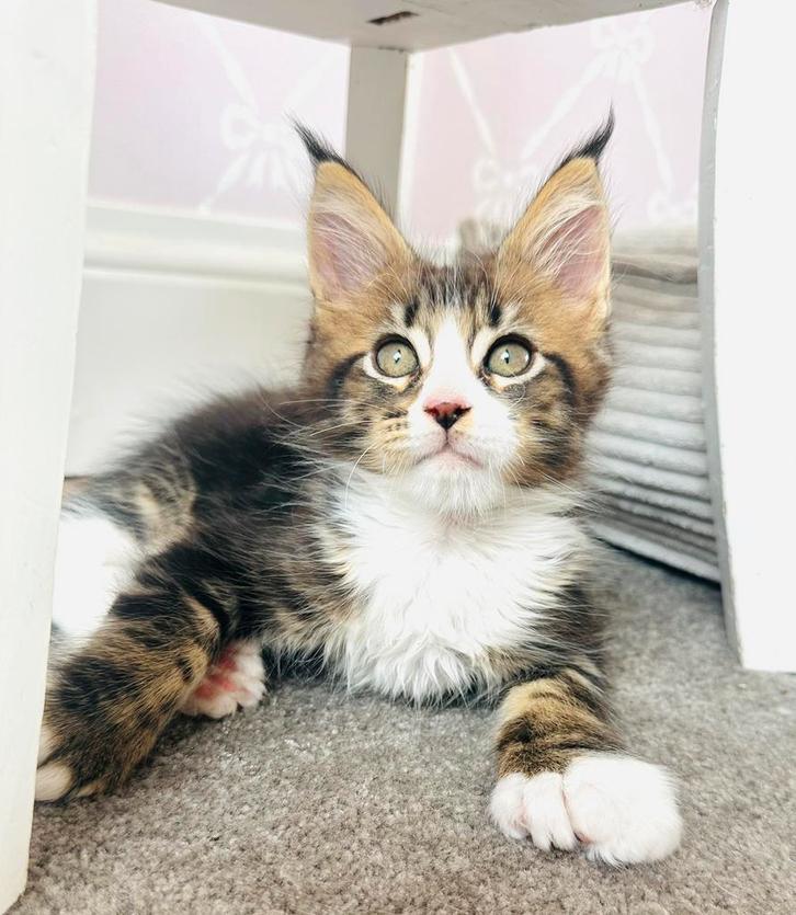 Raszuivere Maine Coon kittens – groot en polydactyl, Dieren en Toebehoren, Katten en Kittens | Raskatten | Langhaar, Meerdere dieren