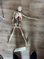 Skelet 60 cm hoog, Ophalen, Zo goed als nieuw