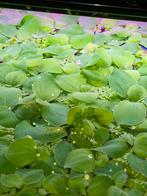Aquarium planten drijfplanten   GRATIS, Dieren en Toebehoren, Vissen | Aquaria en Toebehoren, Ophalen, Nieuw, Plant(en), Steen of Hout