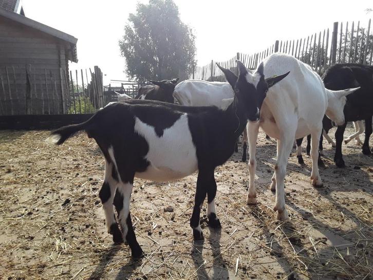 Melkgeiten lammeren te koop, Dieren en Toebehoren, Schapen, Geiten en Varkens, Geit, Vrouwelijk, 0 tot 2 jaar
