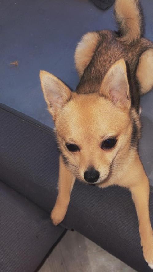 Puppys, Dieren en Toebehoren, Honden | Chihuahua's en Gezelschapshonden, Reu, Chihuahua, Particulier, Meerdere, Nederland, 15 weken tot 1 jaar