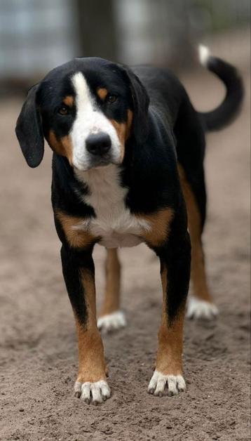 "DORON VAN DEN GÄNSEWIESEN"ENTLEBUCHER REU STAAT DER DEKKING beschikbaar voor biedingen