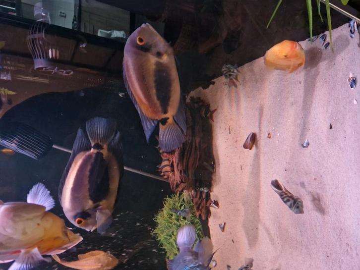 Uaru s, Dieren en Toebehoren, Vissen | Aquariumvissen, Zoetwatervis, Vis
