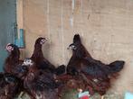 Red Island Red Trio., Dieren en Toebehoren, Pluimvee, Meerdere dieren, Kip